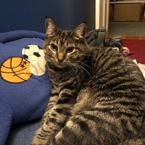 Meet your Posher, Owen